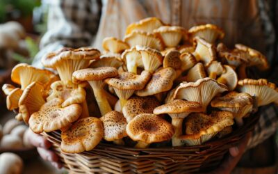 La Légalisation des Champignons Adaptogènes Arrive en France !